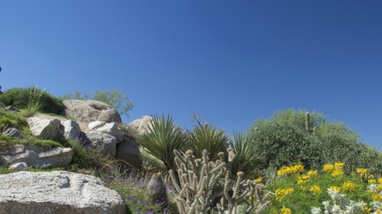 Native desert landscape includes Cholla, Bird of Paradise, Brittlebush and Spanish Dagger