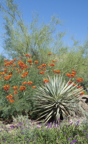 Banana yucca sits in front of a Bird of Paradise and Blue Palo Verde tree