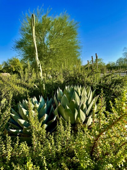 Whale's Tongue Agave  surrounded by Elephant Bush