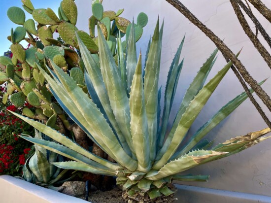 A prized Century plant and a prickly pear cactus