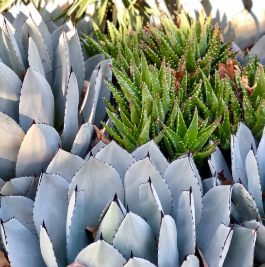 Parry's Agave and Aloe