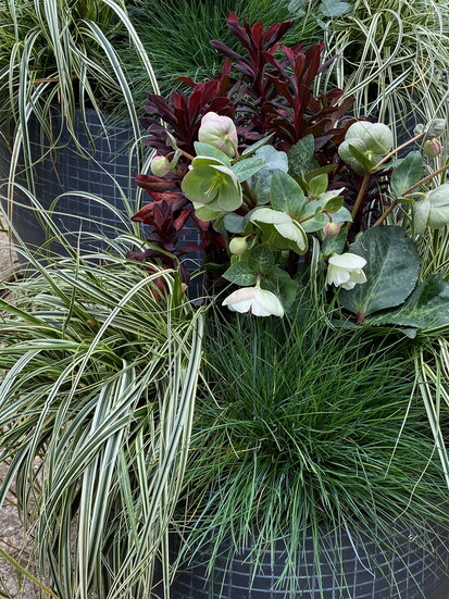 A container garden display