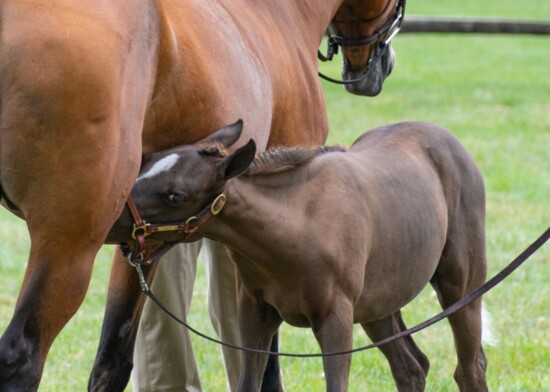 Prize-winning Pony Foal and Mare
