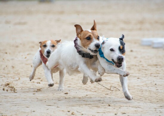 Jack Russel Races, a Test of Speed and Targeting