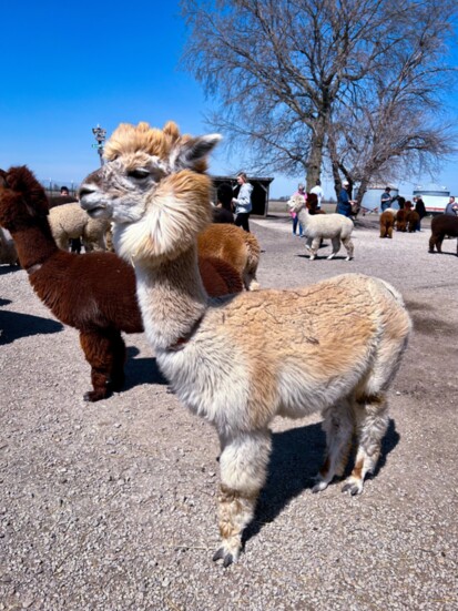 Yaya Alpaca 