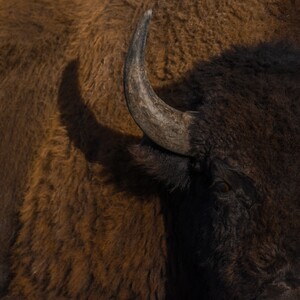 bison-300?v=1