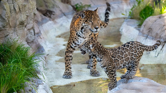 Baby jaguar, Rojo, is a favorite among zoo-goers.