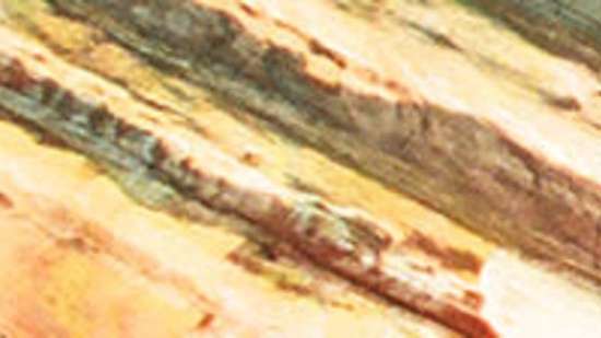 13441954-5ee9-4967-b05c-a20347b86332_550